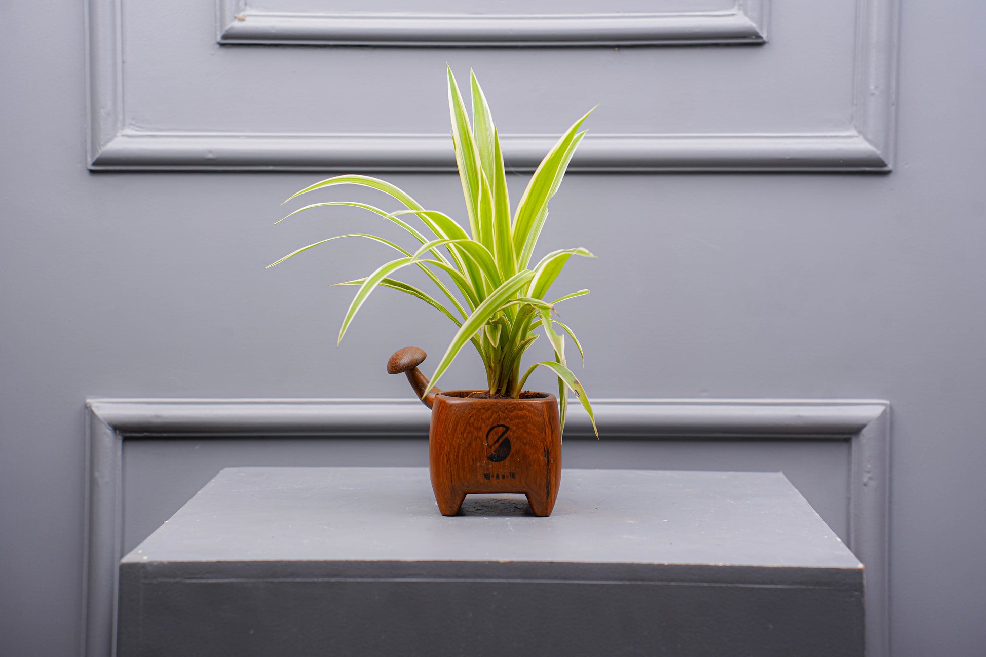 Potted plant on a gray surface with a gray wall background